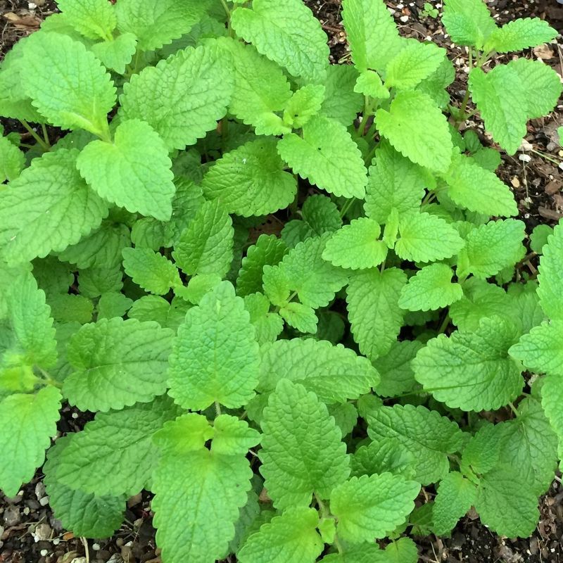Lemon Balm