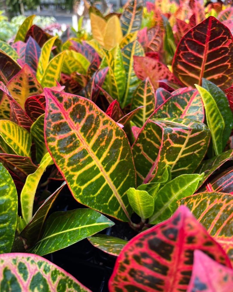 Croton