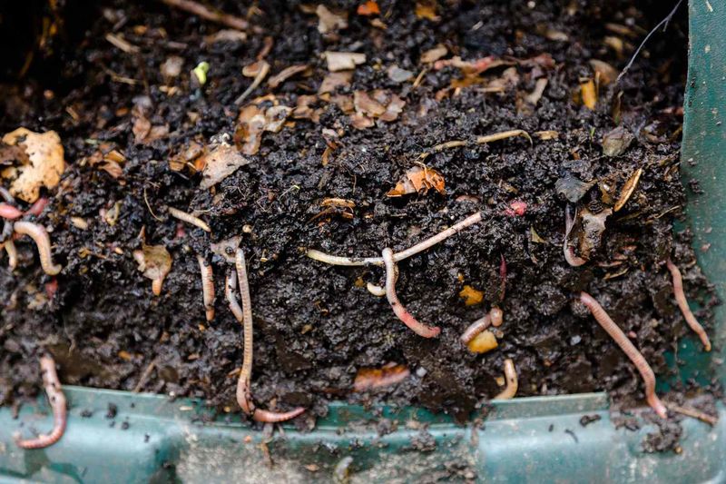 Bucket Worm Composting