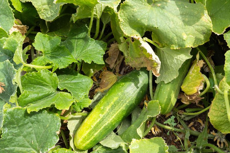 Incorrect pH From Fertilizer Changes