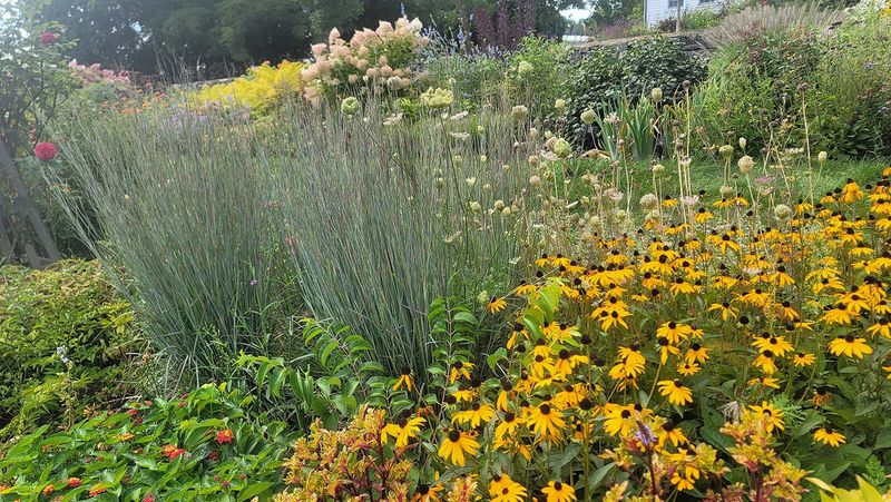 Ornamental Grasses
