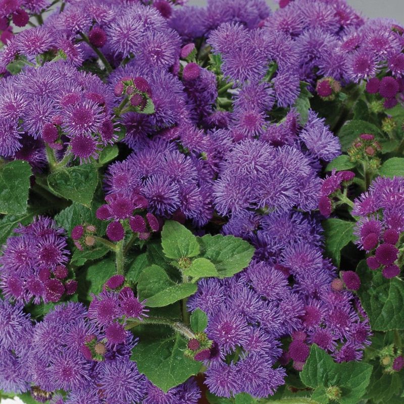 Ageratum (Floss Flower)