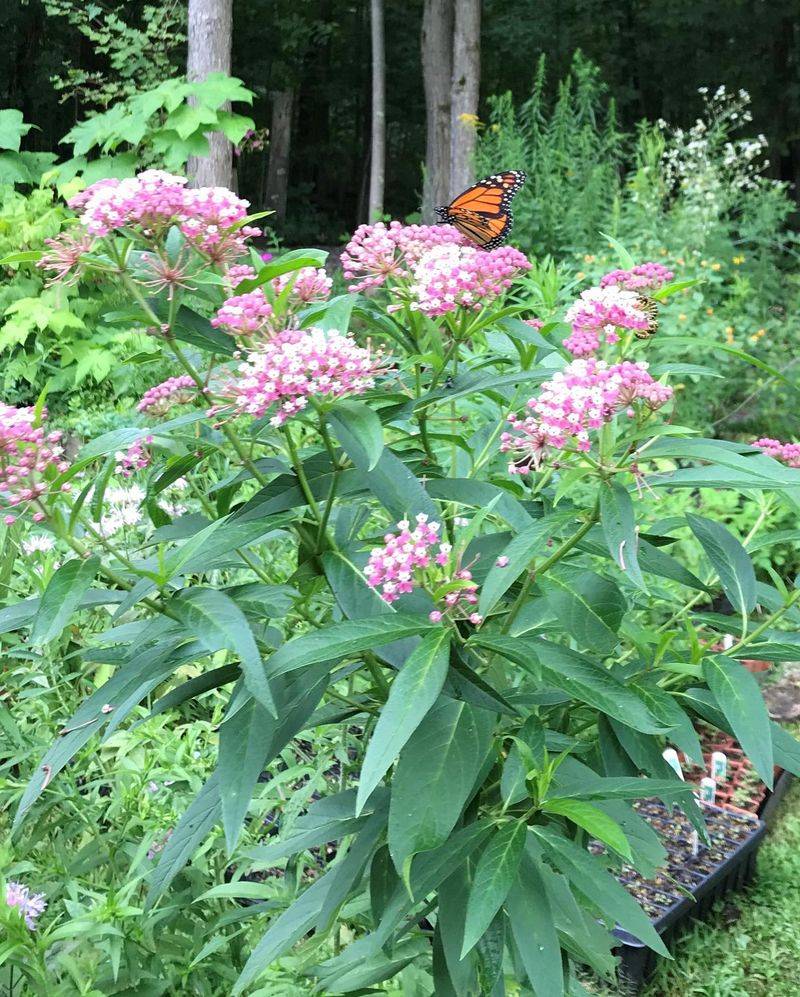 Milkweed