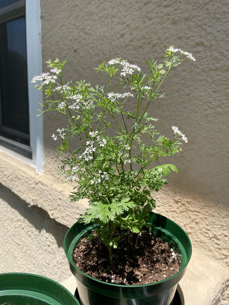Cilantro Flowers
