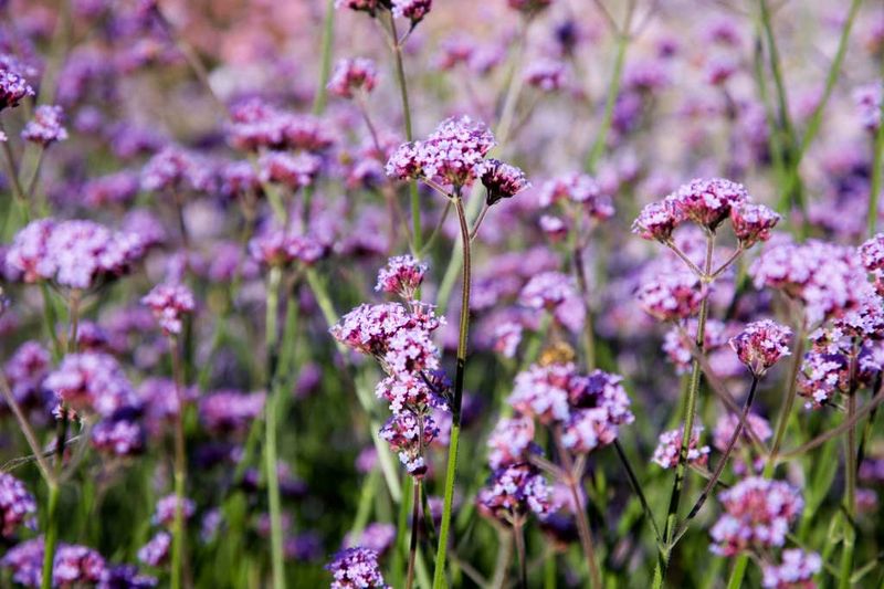 Verbena bonariensis
