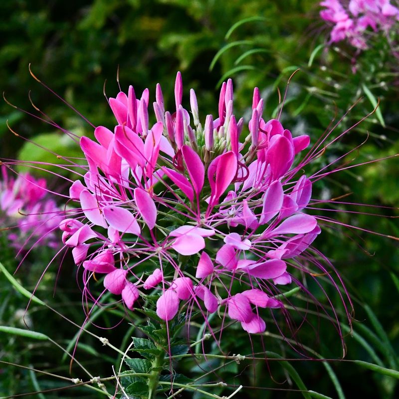 Cleome (Spider Flower)