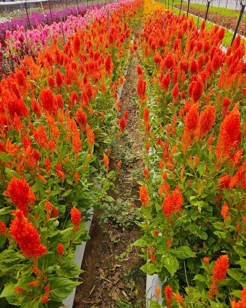 Celosia
