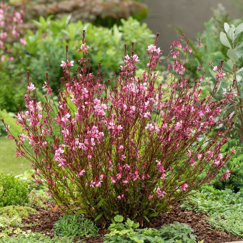 Gaura