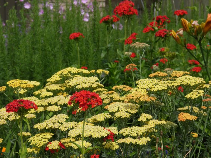 Yarrow