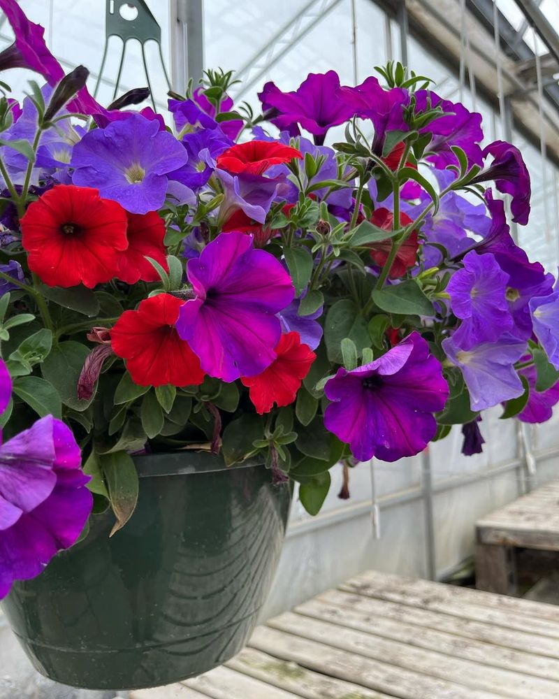 Petunia (Heat-tolerant Varieties)