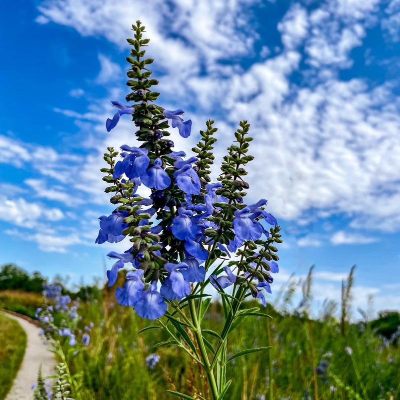 Salvia Azurea