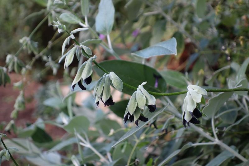 Salvia Discolor