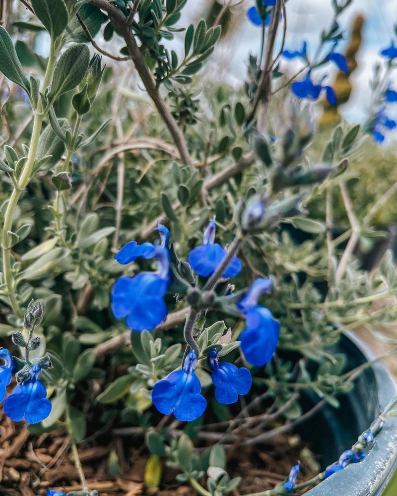 Salvia Chamaedryoides
