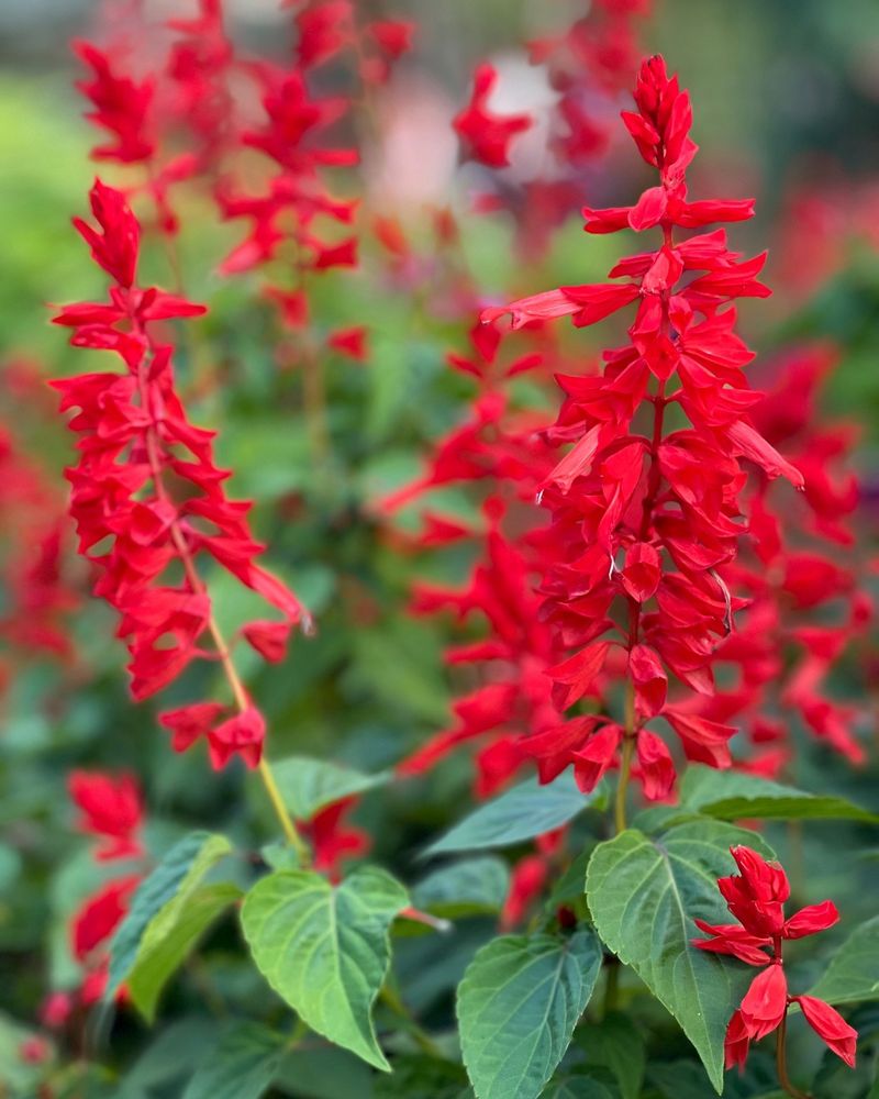 Salvia Splendens