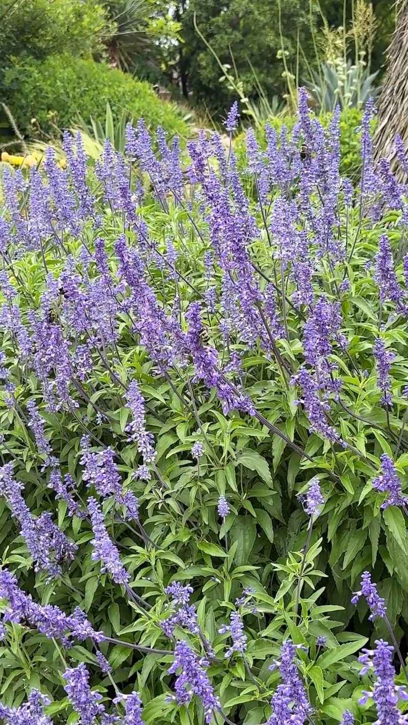 Salvia Farinacea
