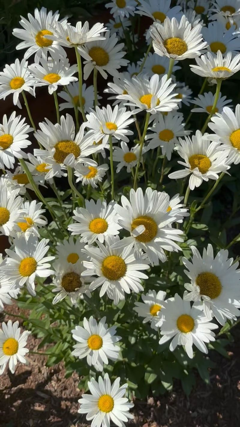Shasta Daisies Double Their Blooming Time