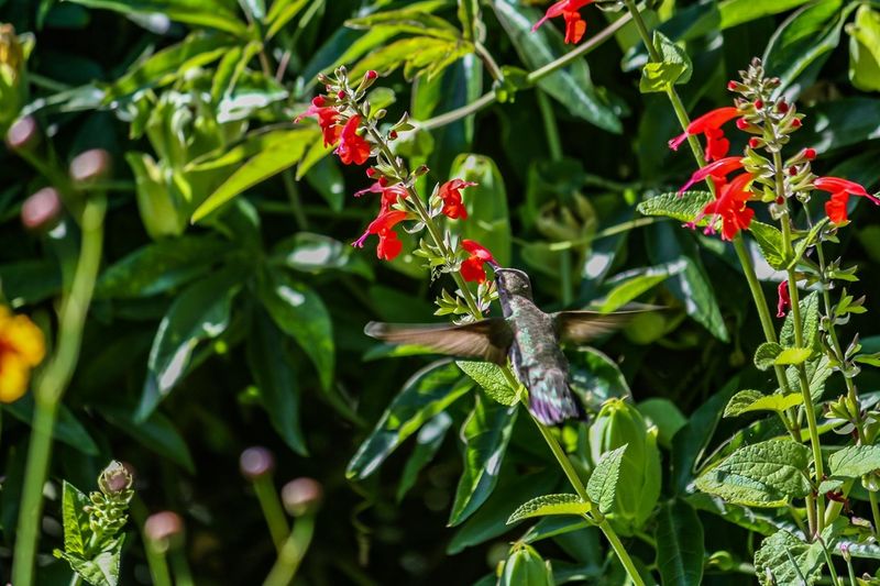 Salvia Coccinea