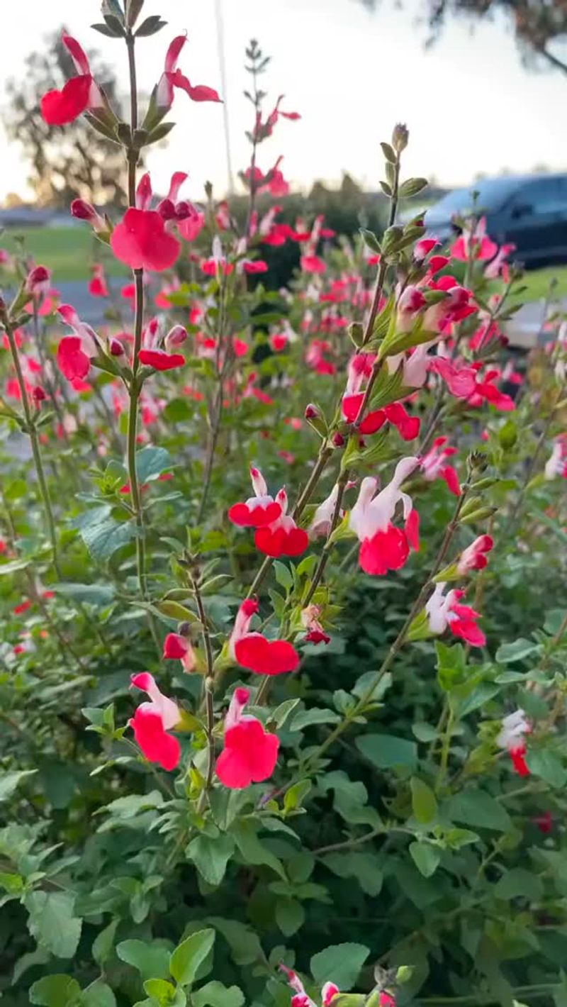 Salvia Microphylla