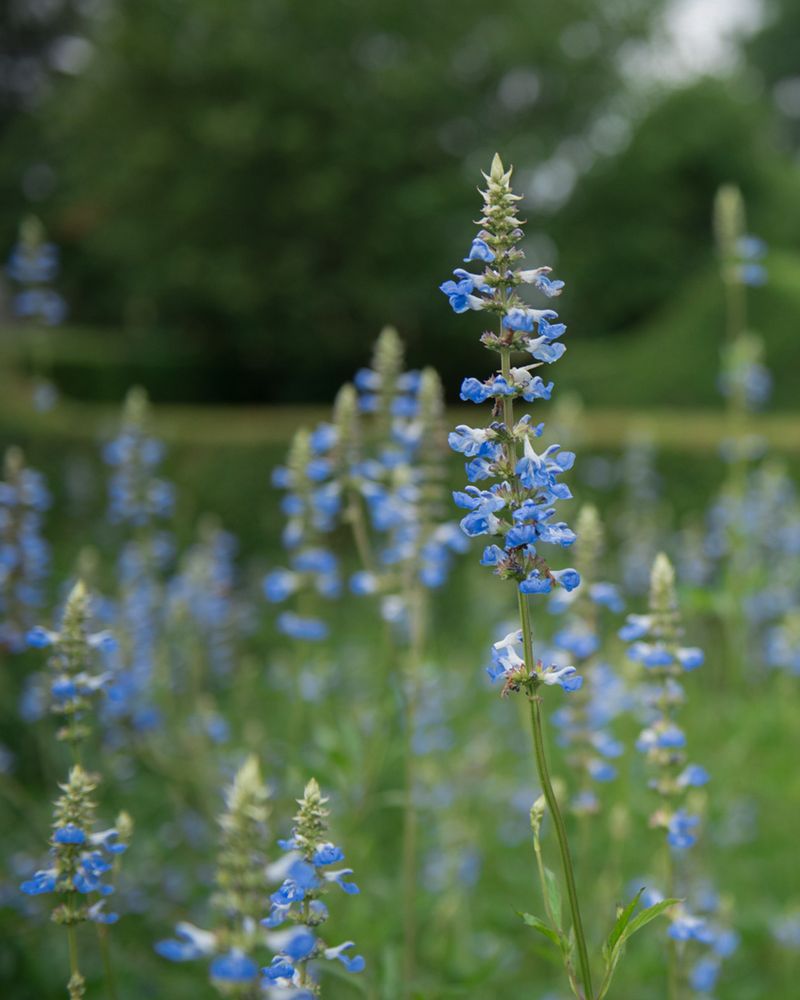 Salvia Uliginosa