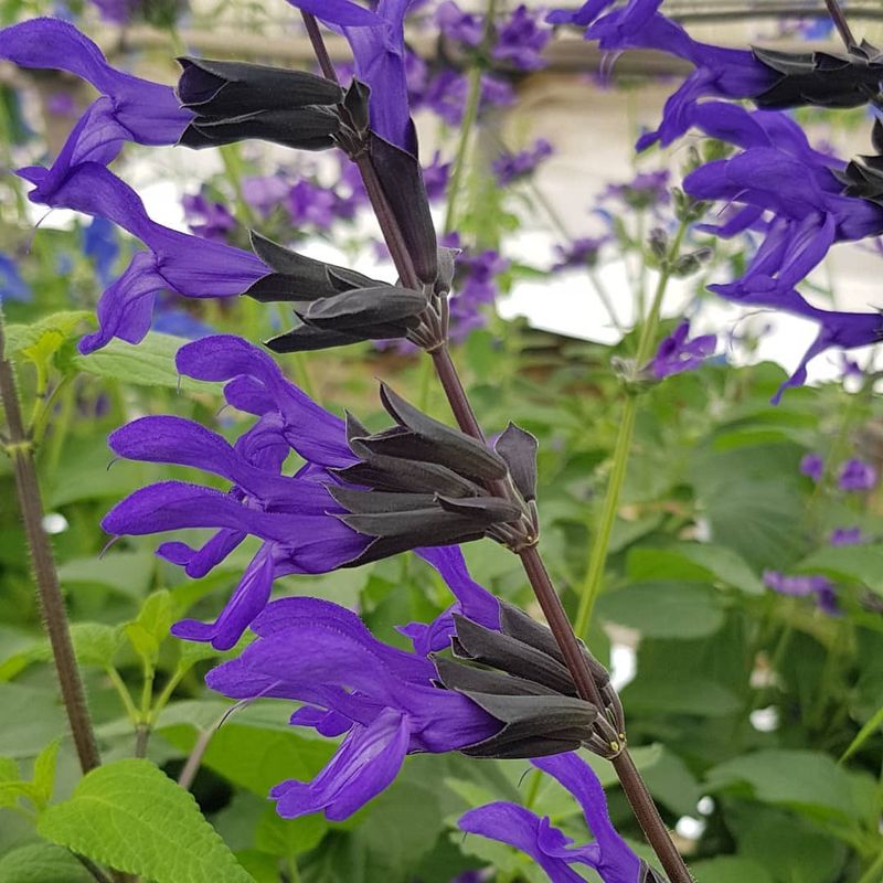 Salvia Guaranitica
