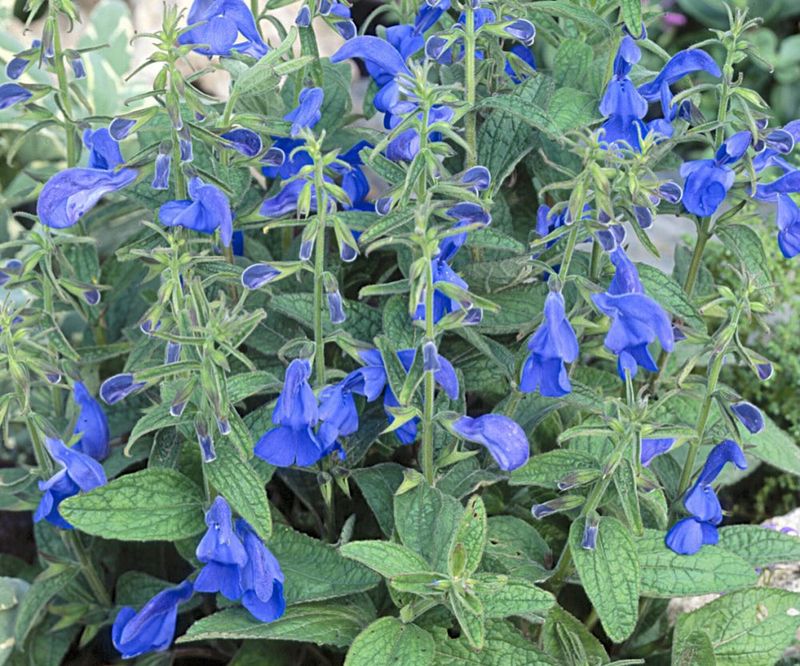 Salvia Patens