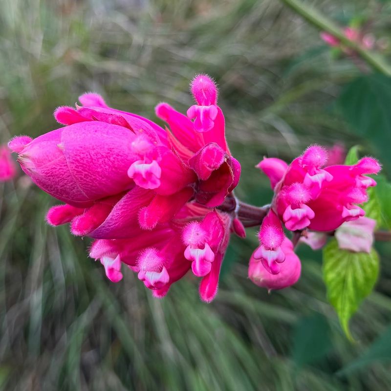 Salvia Involucrata