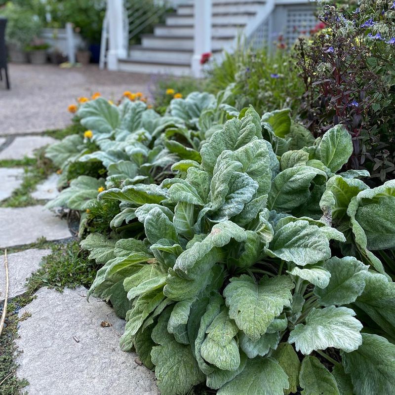 Salvia Argentea