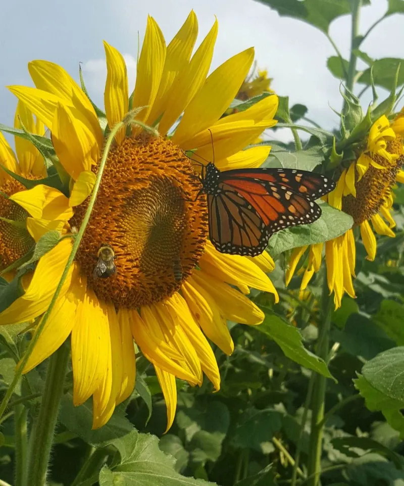 Sunflower (Helianthus)