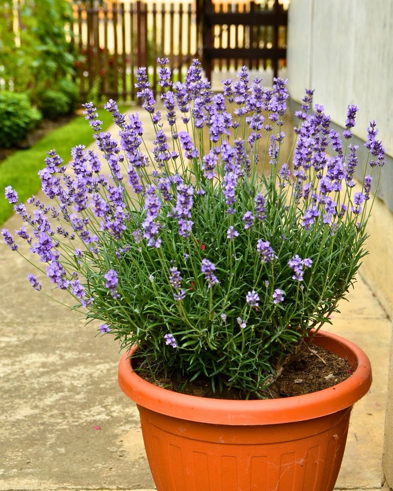 Lavender Lane