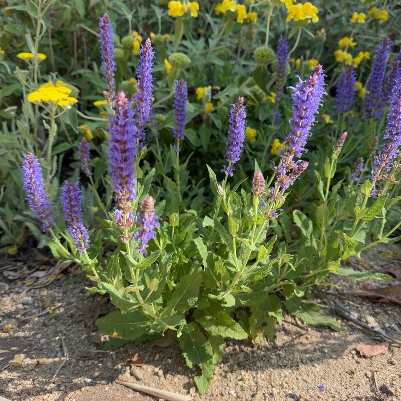 Salvia Nemorosa