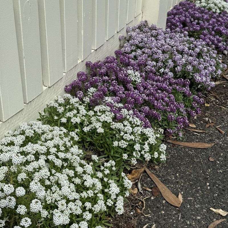 Sweet Alyssum: Delicate Ground Cover