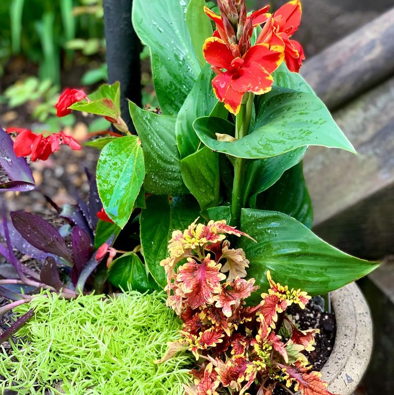 Canna and Coleus