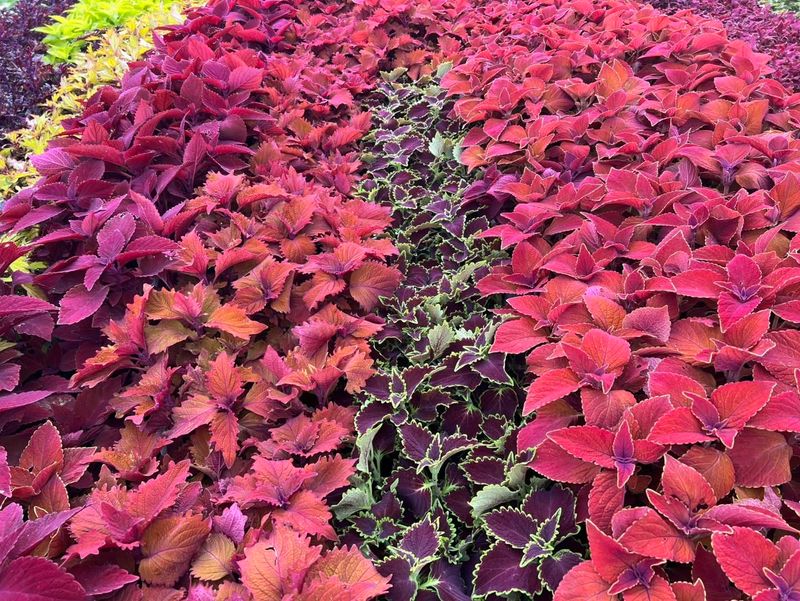 Coleus