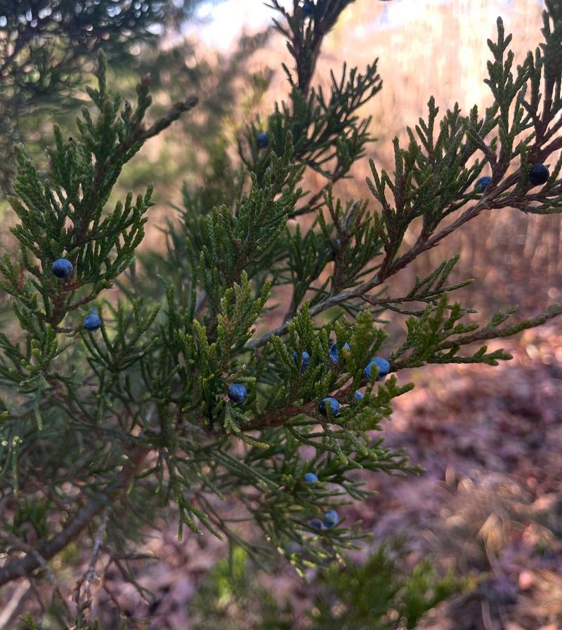 Eastern Red Cedar's Hidden Threat