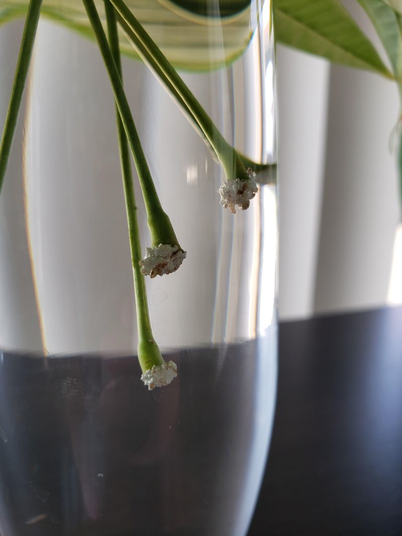 Save Healthy Cuttings