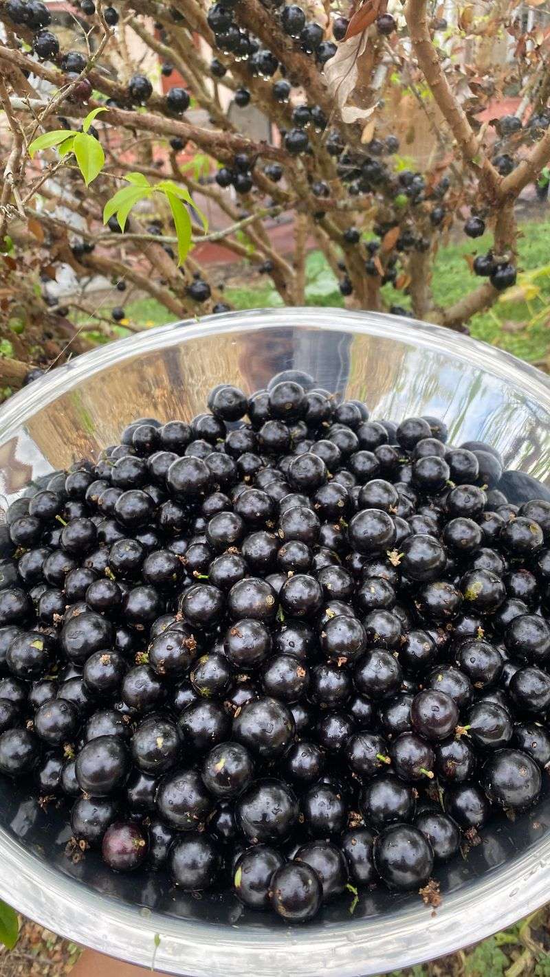 Jaboticaba