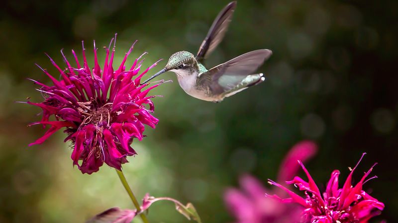 Fall Cleanup Differs From Deadheading