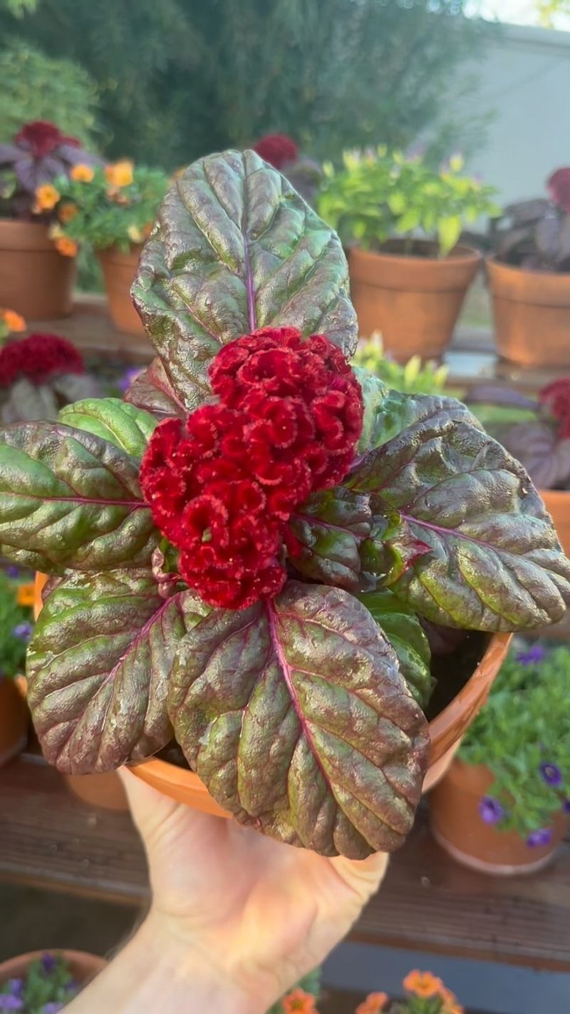 Grow in Containers Successfully