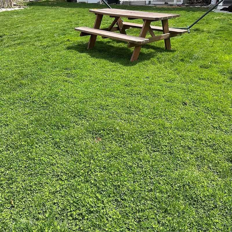 Requires Almost No Mowing