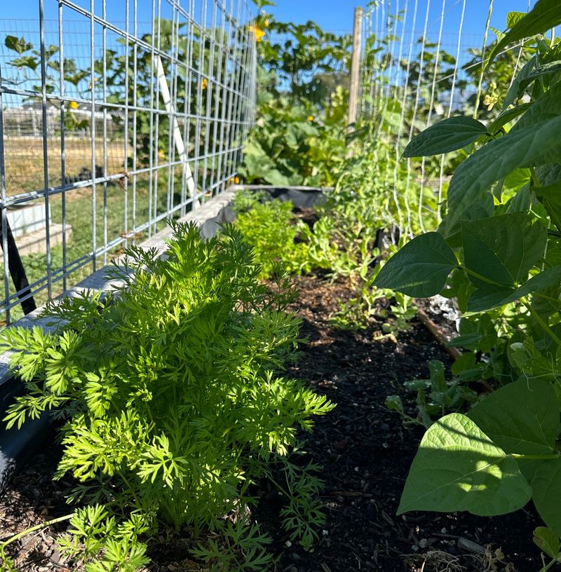 Adds Natural Fragrance to Garden Beds