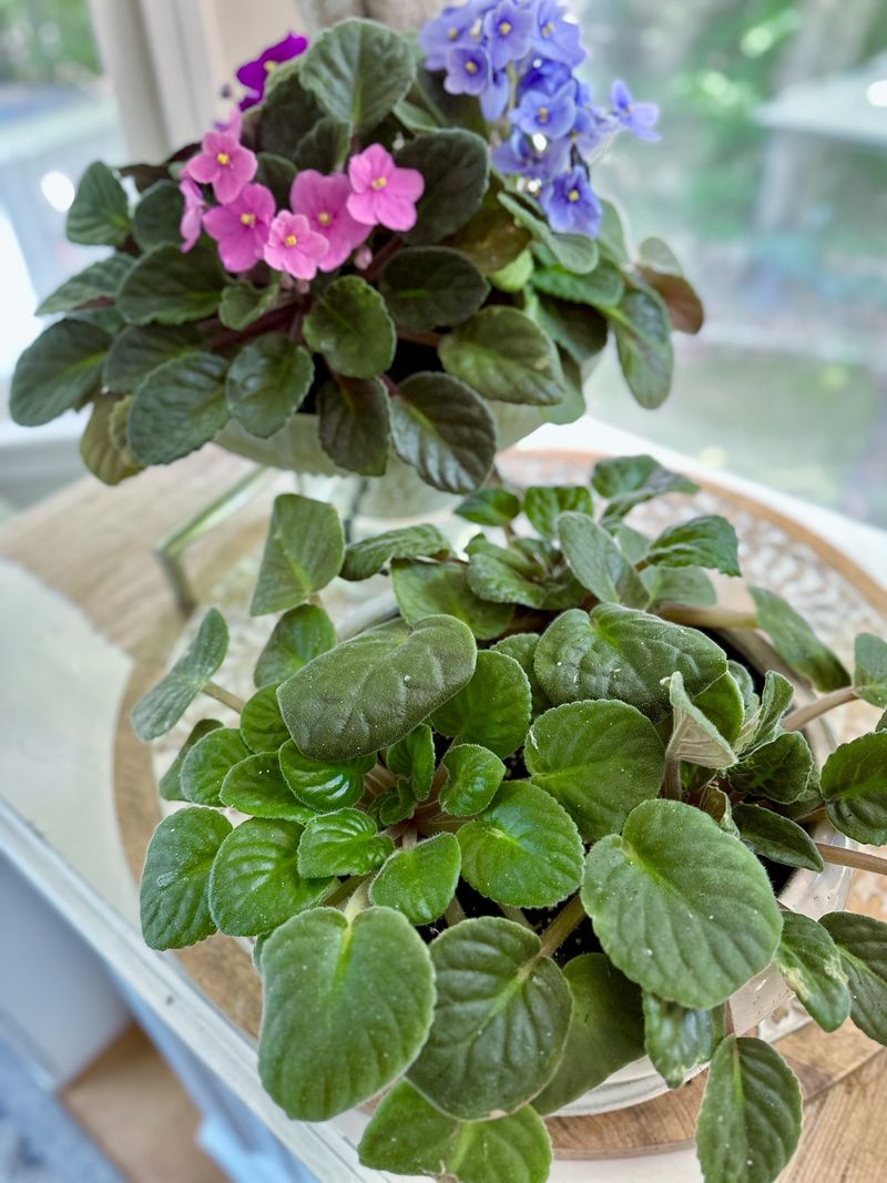 Vibrant Violets