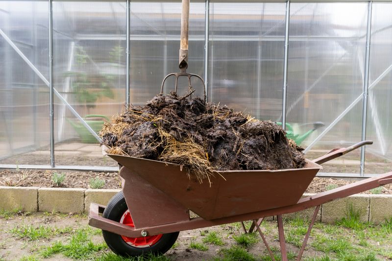 Uncomposted Manure