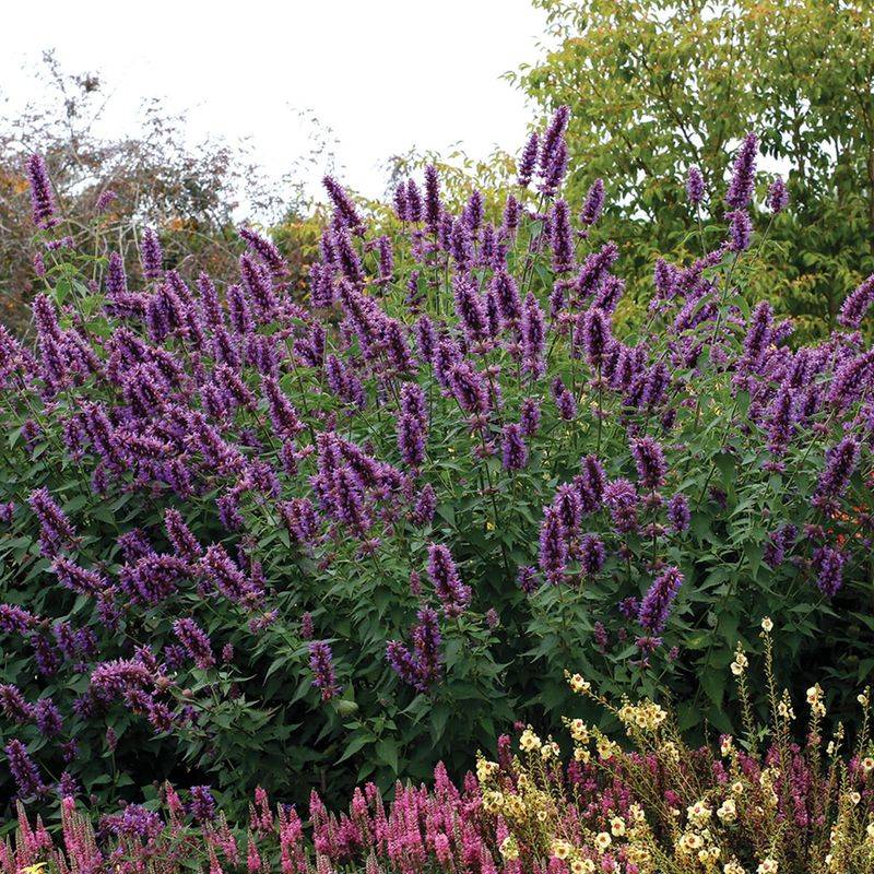 Agastache (Hyssop)