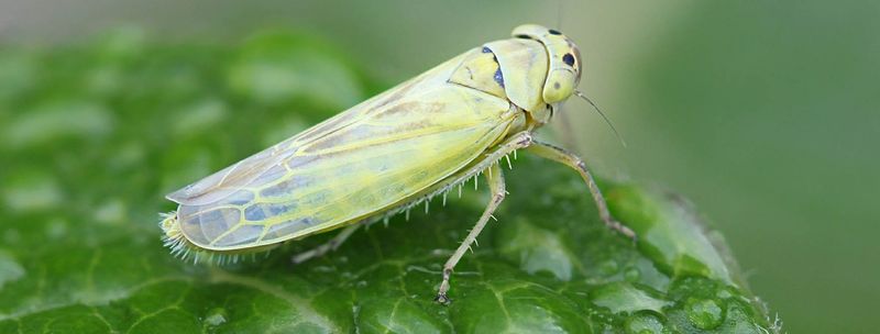 Leafhoppers