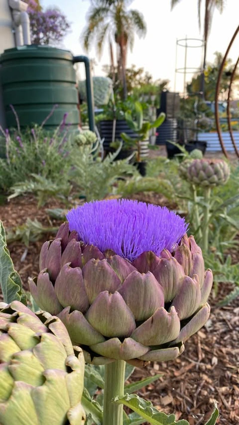 Artichokes
