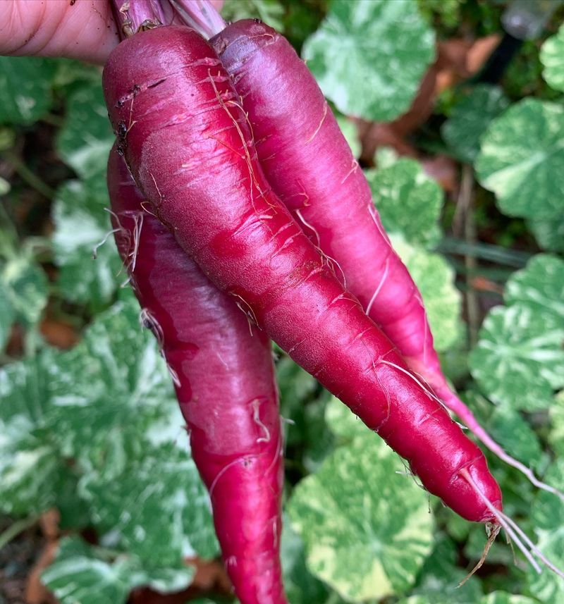 Dragon Carrots