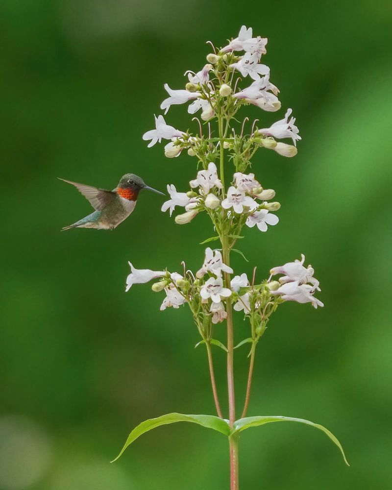 Penstemon (Penstemon digitalis)