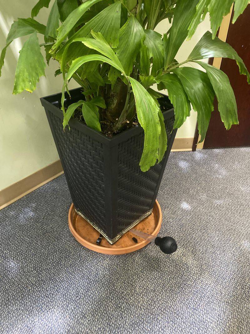 Stagnant Plant Water