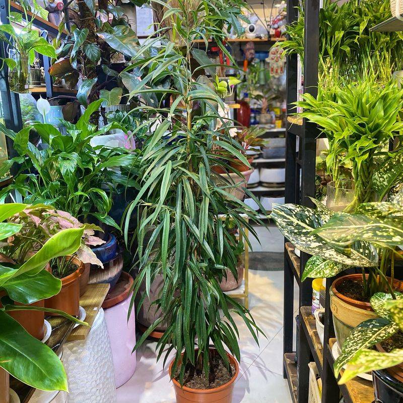 Ficus Alii