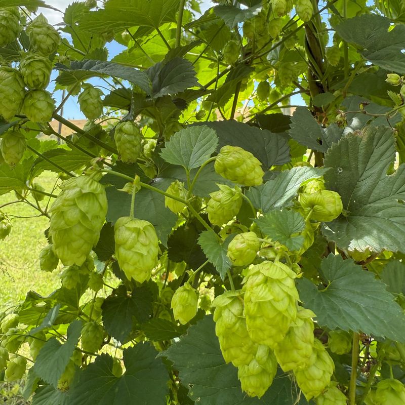 Hops